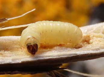  Chenille de Aethes francillana F. - �Ruben Meert