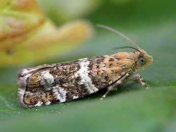 Epinotia fraternana Hw. adulte - �Patrick Clement