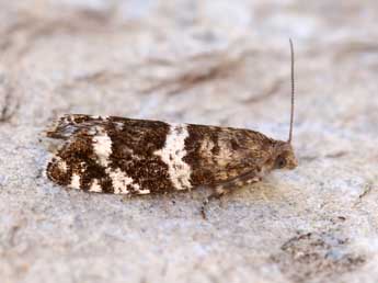 Epinotia fraternana Hw. adulte - �Lionel Taurand