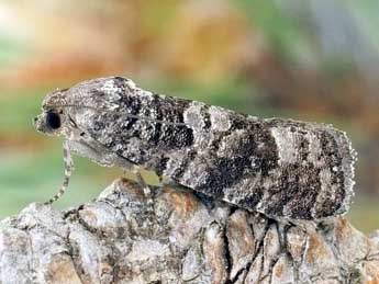 Pseudococcyx friedmariana Larsen adulte - �Friedmar Graf