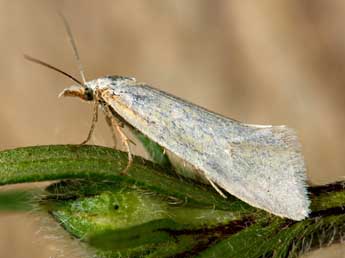 Phtheochroa frigidana Gn. adulte - �G�rard Labonne