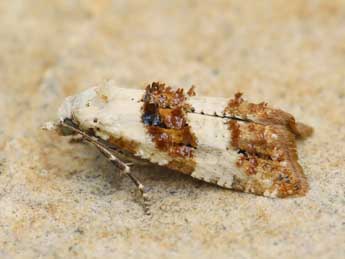 Phtheochroa fulvicinctana Const. adulte - �Lionel Taurand