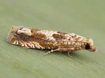 Pelochrista fulvostrigana Const. adulte - �Lionel Taurand