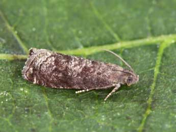 Grapholita funebrana Tr. adulte - �Lionel Taurand