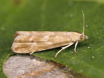 Bactra furfurana Hw. adulte - �Lionel Taurand