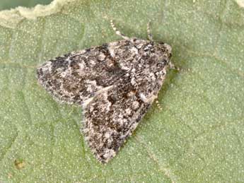 Bryophila galathea Mill. adulte - �Philippe Mothiron