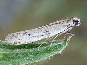 Phycitodes gallicella Lrt adulte - �Friedmar Graf