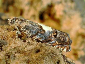 Pammene gallicolana L. & Z. adulte - �Friedmar Graf