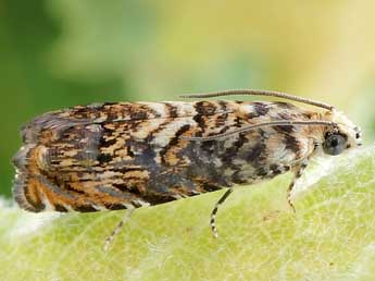 Pammene gallicolana L. & Z. adulte - �Friedmar Graf