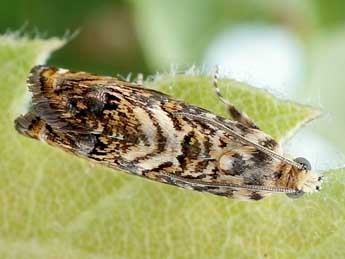 Pammene gallicolana L. & Z. adulte - �Friedmar Graf