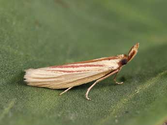 Hypsotropa gallohispanicella Lrt adulte - �Lionel Taurand