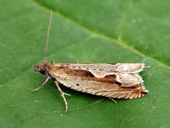 Ancylis geminana Donovan adulte - �Nicole Lepertel