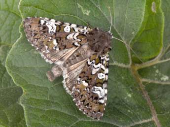 Crypsedra gemmea Tr. adulte - �Philippe Mothiron