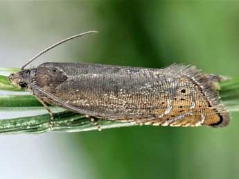 Grapholita gemmiferana Tr. adulte - �Friedmar Graf