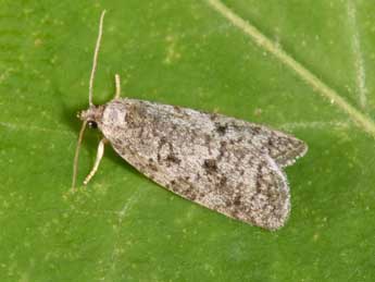 Cnephasia genitalana Pierce & Metc. adulte - �Philippe Mothiron