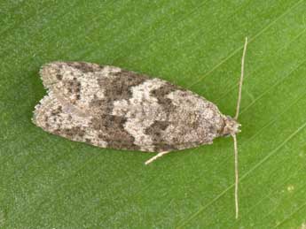 Cnephasia genitalana Pierce & Metc. adulte - �Philippe Mothiron