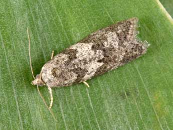 Cnephasia genitalana Pierce & Metc. adulte - �Philippe Mothiron