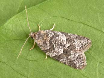 Cnephasia genitalana Pierce & Metc. adulte - �Philippe Mothiron