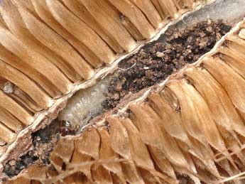  Chenille de Endothenia gentianaeana Hb. - �Patrick Clement