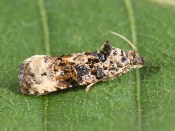 Endothenia gentianaeana Hb. adulte - �Philippe Mothiron