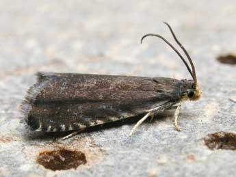 Pammene germmana Hb. adulte - �Patrick Clement