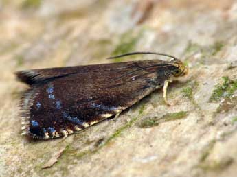 Pammene germmana Hb. adulte - �Patrick Clement