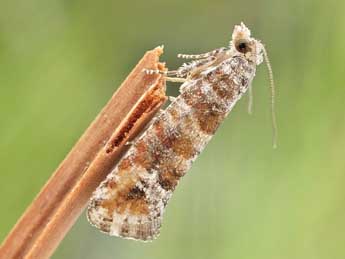 Clavigesta gerti Larsen adulte - �Friedmar Graf