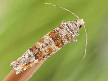 Clavigesta gerti Larsen adulte - �Friedmar Graf