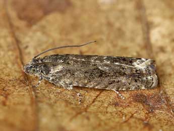 Pammene giganteana H. Peyer. adulte - �Lionel Taurand