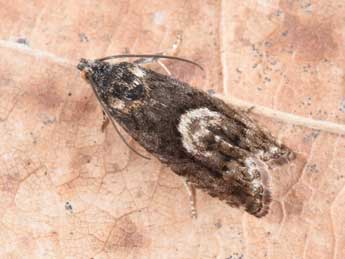 Pammene giganteana H. Peyer. adulte - �Philippe Mothiron