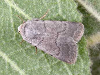 Caradrina gilva Donz. adulte - �Philippe Mothiron