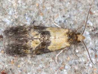 Phalonidia gilvicomana Z. adulte - �Horst Pichler