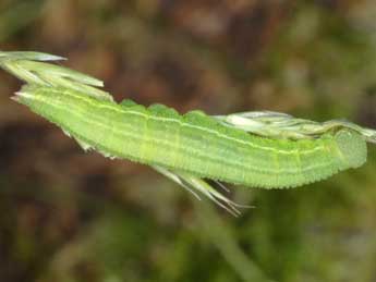  Chenille de Coenonympha glycerion Bkh. - �Wolfgang Wagner, www.pyrgus.de