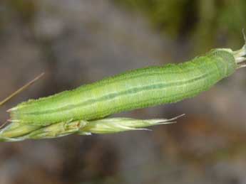  Chenille de Coenonympha glycerion Bkh. - �Wolfgang Wagner, www.pyrgus.de