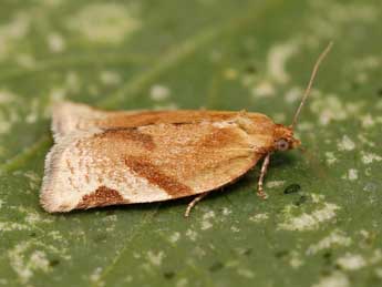 Paramesia gnomana Cl. adulte - �Lionel Taurand