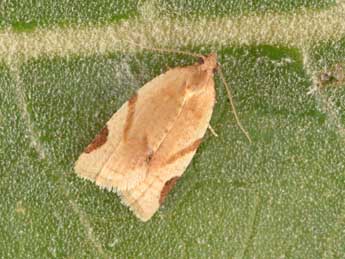 Paramesia gnomana Cl. adulte - �Philippe Mothiron