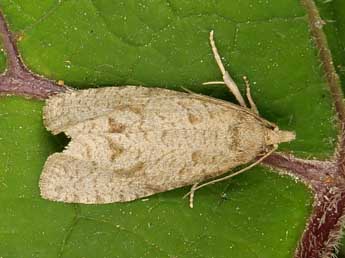 Epiblema grandaevana Lienig adulte - �Emmanuelle Champion