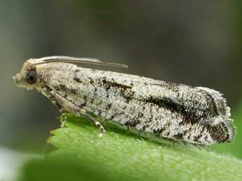 Epinotia granitana H.-S. adulte - �Friedmar Graf