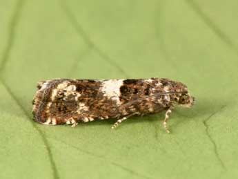 Epiblema graphana Tr. adulte - �Philippe Mothiron