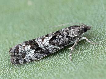 Zeiraphera griseana Hb. adulte - �Daniel Morel