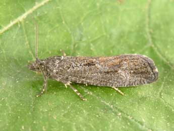 Zeiraphera griseana Hb. adulte - �Philippe Mothiron