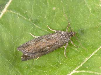 Zeiraphera griseana Hb. adulte - �Philippe Mothiron