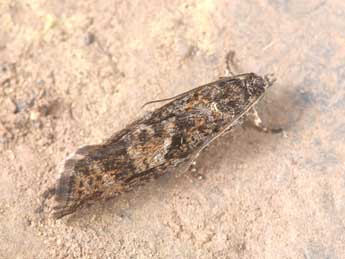 Zeiraphera griseana Hb. adulte - �Philippe Mothiron