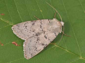 Epipsilia grisescens F. adulte - �Philippe Mothiron