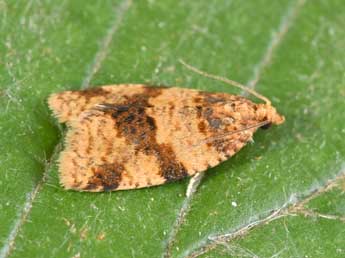 Epagoge grotiana F. adulte - �Philippe Mothiron