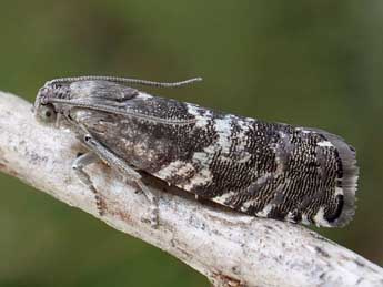 Cydia grunertiana Rtzbg adulte - �Friedmar Graf