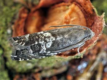 Cydia grunertiana Rtzbg adulte - �Friedmar Graf