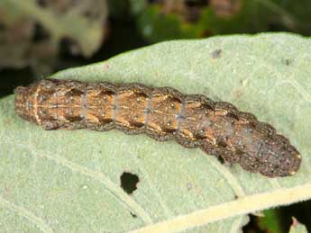  Chenille de Diarsia guadarramensis Brsn - �Jean Haxaire