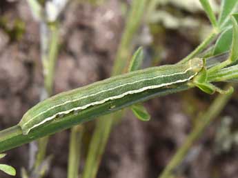  Chenille de Trigonophora haasi Stgr - �Philippe Mothiron