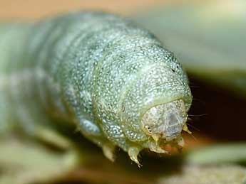  Chenille de Eremohadena halimi Mill. - �Edith Grange